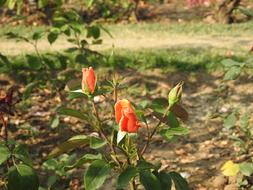 Flower Leaf Nature