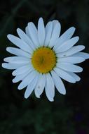 Nature Plant