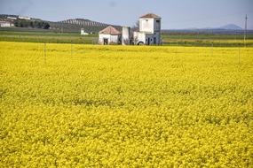 a field of yellow flowers by the house
