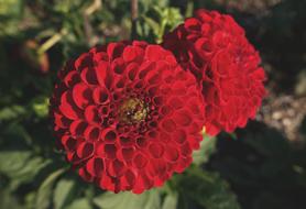 Dahlia Plant Flower