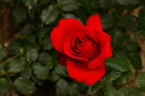Flower Plant Leaf