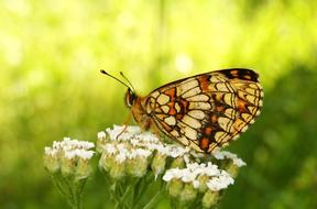 Nature Butterfly Day Insect