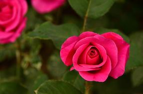 Rose Flower Petal