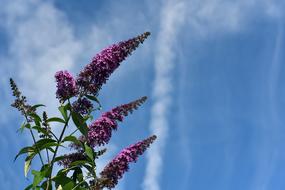 Lilac Sky Clouds