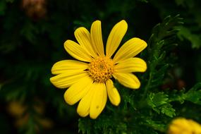 Nature Plant Flower