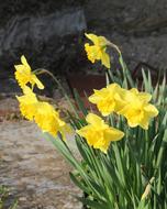 Daffodil Daffodils Spring