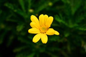 Nature Summer Plant