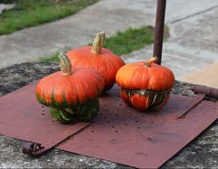 Pumpkins Fall Orange