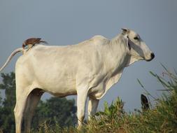Lawn Animalia Rural Area