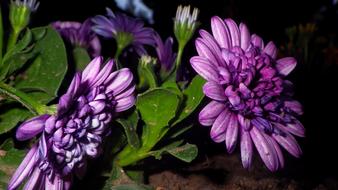 Flower Plant Nature