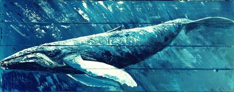 sea nature waters fish ocean