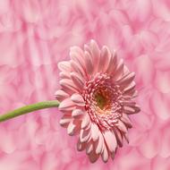 Background Texture Flower Petals