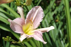 Flower Pink Yellow
