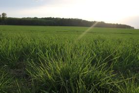 Grass Panorama Field