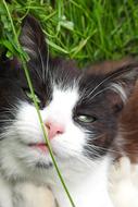 sleeping cute cat with grass