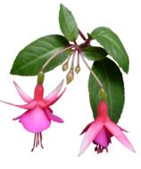 Fuchsia Flower Summer