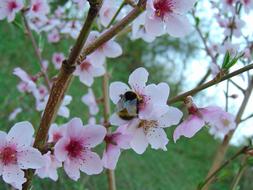 Bumble Bee Flower Plant