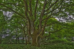 Tree Nature Landscape