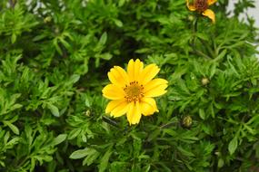 Nature Plant Summer