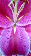 pink flower in dots