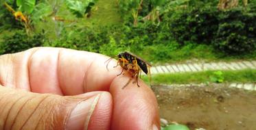 Nature Insects Wasp