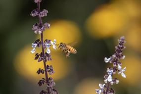 Bee Flower Nature