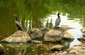Great cormorant in the lake on the stone