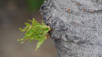 Leaf Plants Nature