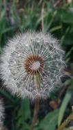 Dandelion Nature Flora
