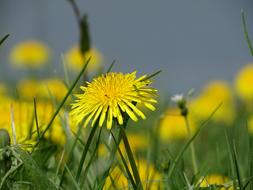 wild flower field