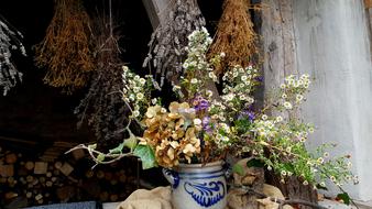 Flower Nature Plant Dry