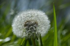 Dandelion Nature Plant