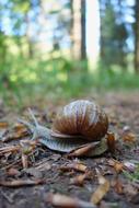 Nature Slowly Snail