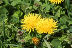 Flower Flora Nature