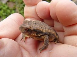 Toad Sapito Batrachian