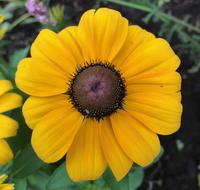 Flower Summer Nature