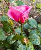 rosebud flower large