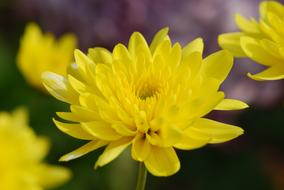 the yellow flower is a beautiful little flower
