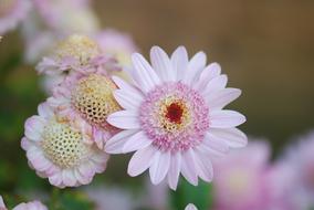 Flowers Plants Nature