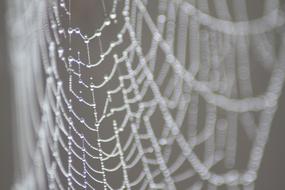 Web Spiderweb Water