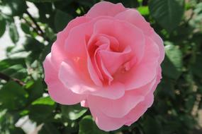 Pinkish Rose Flower Plant