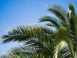 Palm Nature