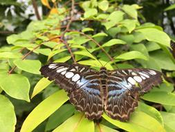 Butterfly Nature Insect