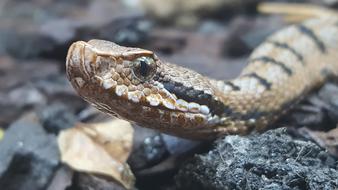 Snake Nature Reptile Animal