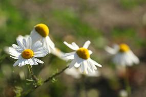 white chamomile beautiful field