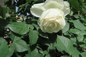 White Rose Flower