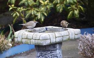 Nature Bird Garden