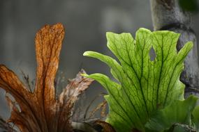 Fern Leaves Dry Leaf Fresh