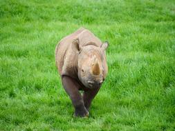 Rhino Rhinoceros Nature
