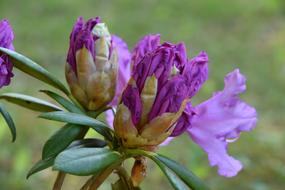 Nature Flower Plant